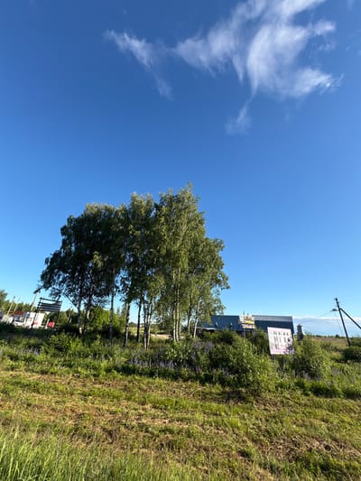The image captures a sun-drenched outdoor scene, likely in Ostrovskoye, Russia, on a clear day. A vibrant blue sky dominates the upper left portion of the frame, with a few wispy white clouds drifting across. The landscape is characterized by a grassy slope covered in lush green vegetation and interspersed with taller trees, primarily birch trees with their distinctive white bark.
In the background, a long, dark-colored building with a ribbed roof is visible, suggesting it might be a commercial or industrial structure. Several signs are mounted on this building. One prominent sign, featuring a light pink background, displays an image of people. Another sign, with a yellow background, is partially visible.
To the right of the building, a tall utility pole with wires stretches upwards, indicating the presence of infrastructure. The foreground is a dense field of grass and wildflowers, with a bench visible in the lower right portion of the image, near the trees. The overall impression is one of a peaceful, rural or semi-rural setting on a bright, sunny day. The clear sky and bright sunlight suggest it is likely midday.
