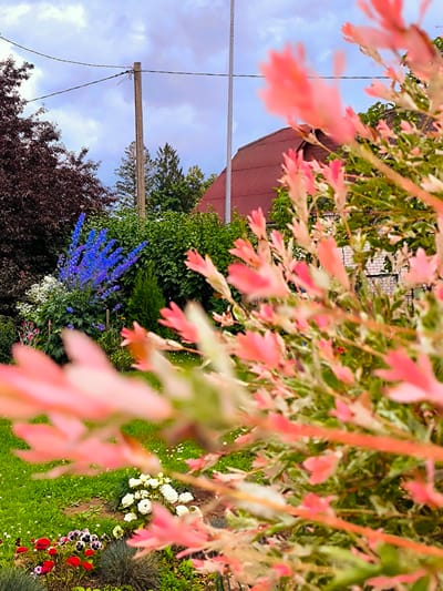 The image depicts a garden scene with a prominent focus on blurred pink-leaved foliage in the foreground. Behind this foliage, a garden bed features vibrant blue delphinium flowers, white roses, and pansies in red, pink, and black. A dark red-leaved shrub and other greenery form the backdrop. In the distance, a red-roofed building is visible, along with utility poles and power lines against a cloudy sky. The setting appears to be a residential area, possibly a backyard garden, in Vecumnieki, Latvia. There are no people or animals present in the image. The overall impression is one of a lush, blooming garden on an overcast day.