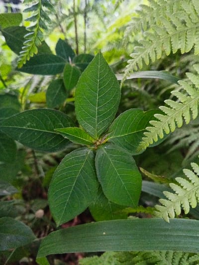 The scene is located in Kyauk Hsoke, Myanmar. The image displays a close-up view of abundant green foliage. A central plant features five ovate green leaves radiating from a central stem structure, each leaf displaying discernible lighter green venation. Multiple light green fern fronds with characteristic pinnate structures are visible on the right side of the frame. Additional green leaves and blurred vegetation populate the background and foreground, creating a dense, natural environment. No human figures, animals, or artificial objects are present.