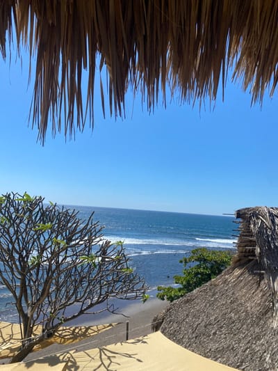 A coastal view is framed by thatched roofing on either side. Clear blue sky dominates the upper portion. The ocean stretches to the horizon with visible waves. A sandy beach borders the water, partly obscured by vegetation. A deciduous tree with sparse leaves is visible to the right, casting a shadow on a light-colored wall. Green foliage peeks out from behind the thatched roof on the right.