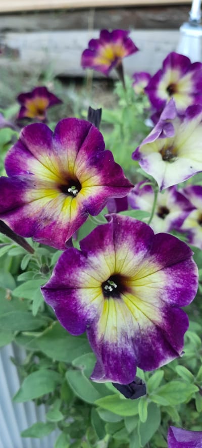 This is a vertical, close-up, eye-level shot of two blooming petunias in the foreground, with more blurred flowers and foliage in the background. The petunias are a vibrant mix of deep purple and yellow, with the purple radiating from the edges of the petals and blending into the yellow towards the center. The centers of the flowers are dark, with small white stamen visible. The green leaves of the plant are lush and surround the blooms. The background is out of focus, showing hints of a wooden fence or structure and possibly a metal railing, suggesting an outdoor garden setting. No people or animals are present. The image appears to be taken in Borogontsy, Russia, specifically in a residential garden or a public park.