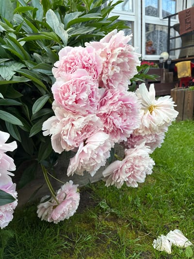 A bouquet of pink and white peonies is the primary subject of this close-up, outdoor shot. The flowers are lush and full, with many delicate petals. Some of the petals are glistening, suggesting recent rain or dew. The peonies are arranged in the foreground and slightly to the left of the frame, with dark green leaves providing a lush backdrop.
In the background, to the right, is a patch of vibrant green grass. A wooden surface, possibly a deck or bench, runs horizontally across the middle ground, separating the flowers from the grass. Further in the background, on the left, a white-framed window structure is visible, with reflections of the outdoors and possibly some interior elements. A brown doormat with the word "Welco" visible is attached above the window. The overall impression is one of a garden setting on a pleasant day, likely in the morning or late afternoon given the lighting. There are no people visible in the image. The scene evokes a sense of natural beauty and tranquility. The location context is Славянка, Russia.