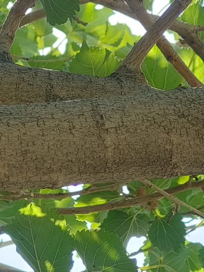 This media file is a close-up, eye-level shot of a tree trunk and its branches, partially obscured by vibrant green leaves. The tree's bark is rough and textured, with a greyish-brown hue. Several thin, brown branches crisscross the frame, some emerging from the main trunk and others appearing to be further away. The leaves are broad and lobed, with visible veins and serrated edges. Sunlight filters through the foliage, creating bright highlights and dappled shadows on the leaves and branches. In the mid-ground, two small, bumpy, brown fruits are visible, attached to a slender branch. The background is blurred, suggesting a shallow depth of field, but hints of a bright sky are visible through the gaps in the leaves, indicating it is daytime. The overall scene suggests an outdoor, natural setting. There is no visible text in the media file. The location context provided is Kyzylorda, Kazakhstan, which aligns with the likely presence of trees with such foliage and fruit.