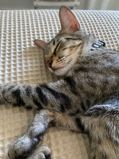 A close-up, high-angle shot shows a tabby cat sleeping on a textured, light-colored surface, possibly a bed or couch. The cat is curled on its side, with its head resting downwards and its eyes closed. Its fur exhibits the classic tabby pattern of gray, black, and white stripes. A blue and white striped collar is visible around its neck. The cat's pink nose and delicate whiskers are noticeable. The textured surface has a woven pattern that creates a grid of small squares and diamond shapes. The lighting suggests it is daytime. The overall mood is peaceful and tranquil, emphasizing the cat's deep sleep. No text is visible in the image.