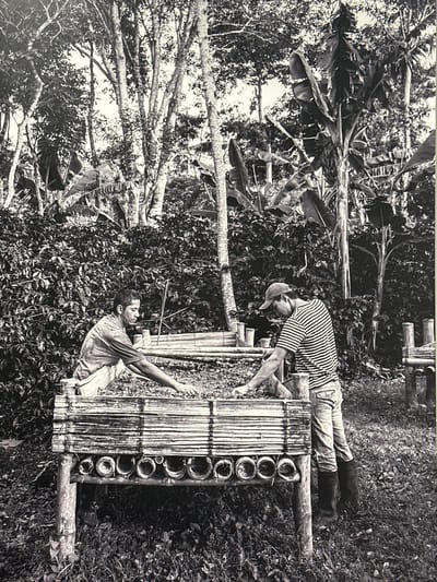 Two individuals are engaged in an agricultural activity amidst a lush, wooded environment, likely a farm or plantation. The scene is captured in black and white. In the foreground, a man wearing a striped t-shirt, jeans, and boots is leaning over a raised, bamboo-constructed platform, appearing to sort or examine its contents. To his left, another man, dressed in a t-shirt and pants, is also positioned near the platform, his hands reaching into it. The platform itself is constructed from bamboo poles, with visible cross-sections of bamboo forming the sides. The surrounding environment is dense with foliage, including trees and leafy bushes, suggesting a tropical or subtropical setting. Banana trees are identifiable among the vegetation. The ground is covered with grass and fallen leaves. There is no identifiable urban infrastructure or signage present, and the image does not provide any specific indicators of the city of Maple Ridge, Canada.