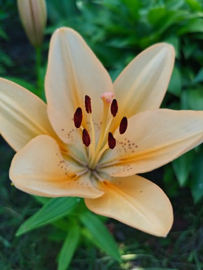 This media file is a close-up shot of a light orange lily flower in bloom. The flower is the primary subject, with its petals, stamens, and pistil clearly visible. The stamens are tipped with dark red anthers, and the pistil is a pale pinkish-orange. Small brown speckles are scattered across the inner surfaces of the petals. The background consists of blurred green foliage, suggesting an outdoor garden setting. To the left and slightly out of focus, there appears to be a lily bud. The lighting suggests it is daytime, and the image conveys a sense of natural beauty and tranquility. There is no visible text in the image. The location context is Краснадворскі сельскі Савет, Belarus.