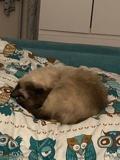 A fluffy cat is curled up asleep on a bed. The cat has light brown fur with darker brown points on its face and ears. The cat is lying on a white duvet cover with a pattern of stylized owls in shades of teal and brown. The bed is covered with a blue comforter. The background is blurry and appears to be a wall and a closet door. The scene appears to be indoors, likely in a bedroom. There is no indication of the location being in Buzuluk, Russia, or any other specific city.