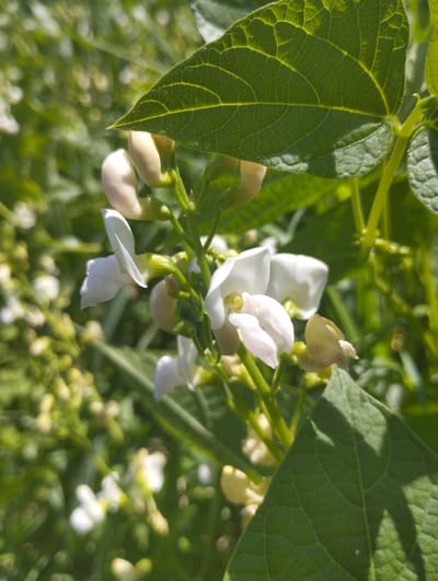 The image shows a close-up view of white bean flowers and green leaves on a sunny day. The flowers are delicate with pale petals and are clustered on green stems. Some flowers are in bloom, while others appear to be buds. Large green leaves, textured with prominent veins, partially obscure the flowers. The background is a blur of green foliage and bokeh lights, suggesting a natural outdoor setting. The scene is peaceful and focused on the botanical details of the bean plant. No people or urban structures are visible in the frame. The location of Voroshylivka, Ukraine, is not discernible from the visual information provided in the image.