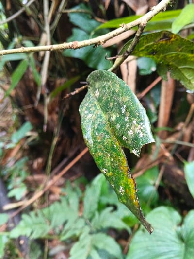 This image presents a close-up forensic view of a single damaged green leaf in Situm, Papua New Guinea. The leaf is vertically oriented, displaying a mottled green and yellow coloration, with yellowing prominent along its lower midrib and distal tip. Numerous small, white, irregular formations are distributed across its surface, consistent with lichen or scale insects. The right margin of the leaf exhibits an irregular tear or section missing. The leaf is suspended from a thin, light-brown branch traversing the upper portion of the frame from the left. The background is a blurred composition of dense green foliage and brown organic material, indicative of a lush natural environment. No human subjects, actions, or artificial objects are present. The lighting is natural and diffused.