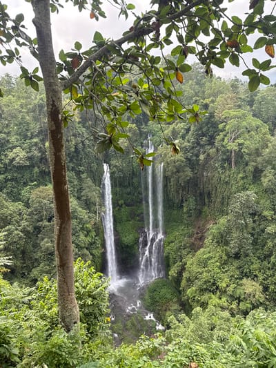 A lush forest surrounds a waterfall cascading down a rock face. Multiple streams of water plunge into the pool below. The greenery is dense and vibrant. In the foreground, a tree with green leaves partially obscures the view. A tree trunk stretches across the lower portion of the frame. The sky is overcast, contributing to a slightly muted color palette.