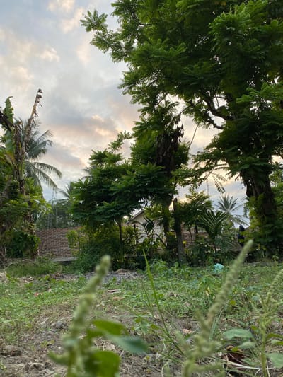 The image depicts an outdoor scene in Blangkabu, Indonesia, likely in a rural or semi-rural area. The foreground is dominated by a patch of dry, bare earth with scattered small green plants, some of which are out of focus and appear to be flowering stalks. Behind this, a dense collection of various trees and plants creates a lush, green canopy. Prominent among these are banana trees with large leaves on the left, and large trees with feathery green foliage on the right.

In the mid-ground, a low-rise building with a red brick wall is visible, partially obscured by vegetation. Beyond this, more trees and the upper portions of structures can be seen. The sky above is overcast with soft, diffused light, suggesting it may be early morning or late afternoon. The overall impression is one of a slightly overgrown, natural setting within a populated area, possibly a backyard or a community space. There are no people clearly visible in the frame.