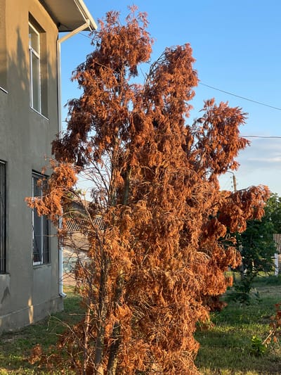 A tall, dead tree with brown, brittle foliage stands in a grassy yard next to a grey stucco building with white-trimmed windows. The building has a white gutter system. A utility pole and wires are visible in the background. The scene is set outdoors under a clear blue sky with sunlight casting shadows. The location is Cîșlița-Prut, Moldova.