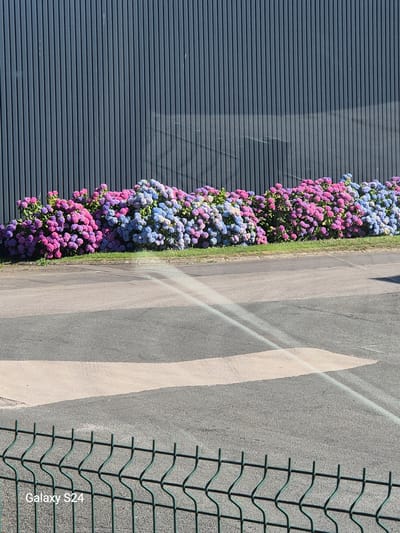 A row of hydrangeas, displaying vibrant shades of pink, purple, and blue, are planted in front of a dark grey, corrugated metal wall. The flowers are densely clustered, forming a colorful border. In front of the hydrangeas is a strip of green grass, followed by a paved area that appears to be a road or parking lot. A light-colored rectangular marking is visible on the pavement. In the foreground, a green wire fence runs horizontally across the bottom of the image. The scene is lit by bright sunlight, casting shadows on the wall. The word "Galaxy S24" is superimposed in the lower left corner of the image. The location is identified as Arques, France.