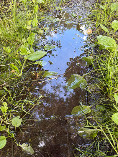 A top-down, close-up shot captures a shallow puddle of water surrounded by lush green grass and plant leaves. The water's surface reflects the blue sky and trees, creating a mirror-like effect. Debris, including leaves and twigs, is visible submerged beneath the water. The scene appears to be a natural setting, possibly a park or backyard, in Maloyaroslavets, Russia. There are no people or animals present. The lighting is bright, suggesting it is daytime.