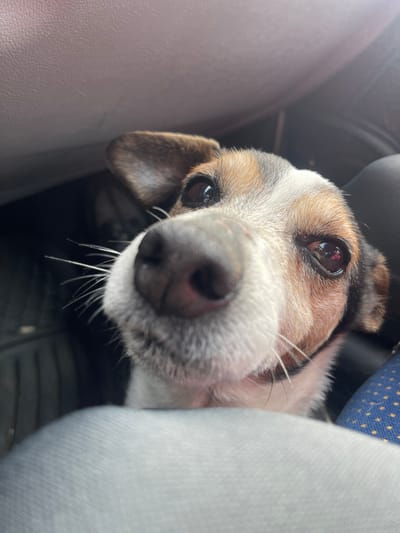 A close-up, eye-level shot shows a dog with brown, white, and tan fur resting in what appears to be a car. The dog's nose is large and dark, with several long, white whiskers. The eyes are dark and reflective, and the ears are floppy. The surrounding environment includes gray upholstery and a blue patterned seat. The location is not evident from this image.