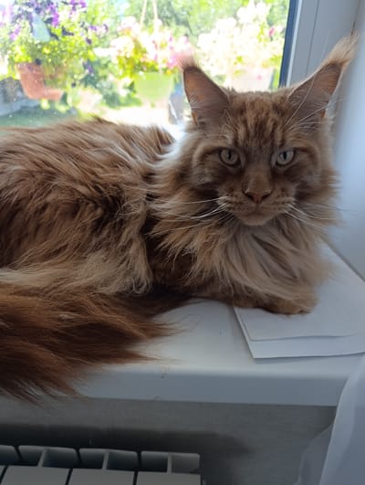 A ginger Maine Coon cat is lying on a white windowsill. The cat is facing the camera, and its body is mostly in the frame. The background shows a blurred view of hanging flower baskets outside a window, with green foliage and pink and purple flowers visible. Sunlight is streaming in through the window. The cat has long, shaggy fur and large, tufted ears. A white radiator or keyboard is visible at the bottom of the frame. There are no people in the image. The image is a medium shot, with the cat as the central subject.