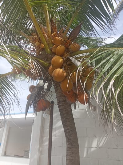 This image depicts a close-up view of a mature coconut palm tree laden with numerous coconuts, some appearing ripe and golden-yellow, others a deeper orange-brown. The coconuts are clustered in bunches, hanging from stalks amongst the fronds. The palm tree's trunk, rough and textured, is visible on the right side of the frame. Behind the tree, a white brick wall with visible mortar lines forms the backdrop, suggesting an outdoor setting. To the left of the palm, a portion of a white building with a blue trim along its roofline can be seen. The sky is overcast with clouds. A single light bulb, seemingly a decorative or functional fixture, is attached to a pole that is partially obscured by the palm tree's fronds and coconuts. The overall scene is likely an outdoor area within a town or city in Vietnam, potentially near a coastal region given the presence of a coconut palm. While the precise location within Dong Ninh Hoa, Vietnam, cannot be definitively determined from the image alone, the combination of elements points to a tropical or subtropical climate and a built environment. There are no people or animals present in the image.