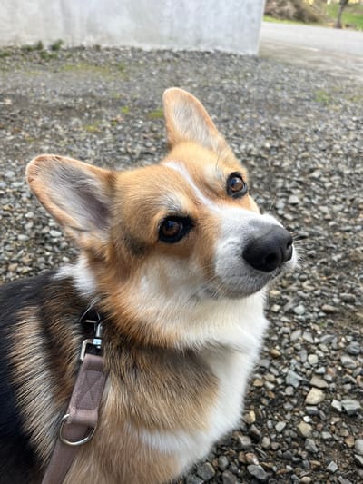 A tri-color Pembroke Welsh Corgi is depicted in a close-up, eye-level portrait. The dog, predominantly brown, black, and white, occupies the lower two-thirds of the frame. Its head is slightly tilted upwards and to the right, with dark brown eyes focused on an unseen point above the camera's perspective. Erect ears, a black nose, and visible white whiskers are prominent features. A light brown fabric leash, secured by a silver-colored metal clip, is attached to a D-ring on a collar around the dog's neck. The dog is positioned on a ground surface composed of grey and brown gravel, interspersed with minimal green vegetation. The background is out of focus, revealing a light grey concrete or stucco wall to the left and a blurred dirt or gravel path with indistinct, leafless trees or shrubs to the right. The outdoor scene is consistent with a path or yard within the city of Callbach, Germany.