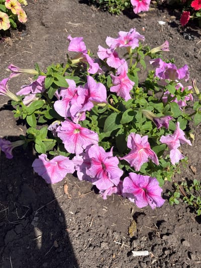 This media file depicts a close-up view of several vibrant pink and purple petunias blooming in dark soil. The flowers are the primary subject, with their delicate petals and intricate veining clearly visible. Some flowers are fully open, displaying their trumpet-like centers, while others are in bud or beginning to wilt, adding a naturalistic element to the scene. The plants are clustered together, with lush green leaves providing a backdrop.

The setting is an outdoor garden or flowerbed, suggested by the natural soil, scattered dried leaves, and a few small green weeds growing around the petunias. The sunlight suggests it is daytime, likely late morning or early afternoon, casting distinct shadows across the soil and flowers, indicating a sunny day. There are no people visible in the media file.

Notable details include a discarded cigarette butt lying in the soil to the right of the flowers, and a small yellow and pink petunia plant in the lower left corner, adding a contrasting splash of color. The overall impression is one of natural beauty and growth, with a touch of urban detritus in the form of the cigarette butt. The image was captured in Ivanivka, Ukraine. There is no visible text in the media file.