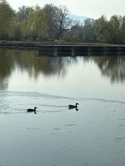 Two diving birds swim in a body of water reflecting trees and a concrete structure. The exact location in Zlokuchene, Bulgaria is not discernible from the image.