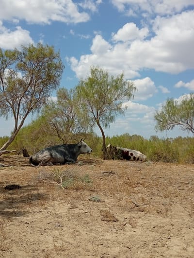 In Karakol, Kazakhstan, two cattle are resting on arid ground beneath sparse trees. The larger cow, primarily grey with some white markings, lies on its left side facing right. Its horns curve upwards and slightly backwards. To its right and further back, a second cow, predominantly white with large brown patches, also lies down, its head obscured by vegetation. The ground is dry and sandy, with scattered dry grass and twigs. In the background, a dense line of green shrubbery and trees stretches across the landscape. The sky above is a vibrant blue, dotted with scattered white, fluffy clouds.