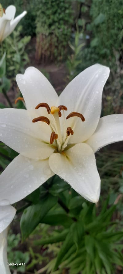 A close-up, vertical, eye-level, outdoor shot focuses on the center of a white lily in bloom, positioned in the foreground. The lily's petals are adorned with numerous small water droplets, indicating recent rain or dew. The stamens, tipped with brown anthers, and the pistil, a pale yellow, are clearly visible at the flower's core. The background is softly blurred, showing lush green foliage and the earthy tones of the ground, suggesting a garden setting. The bottom left corner of the image displays the text "Galaxy A13." There are no people or actions depicted in the scene, and the environment is a natural outdoor space. This scene could be located in the village of Rascov, Moldova, where lilies are commonly found in gardens and natural landscapes.