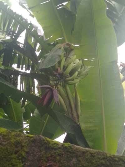 An outdoor medium shot captures a banana tree with a stalk of green bananas and a banana blossom in the center. The blossom, with its deep purple outer leaves, hangs downwards. Large, lush green banana leaves fill the frame, obscuring the sky and creating a dappled light effect. In the foreground, a moss-covered stone wall is visible. The scene is static and lacks any human presence or activity.