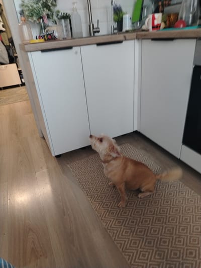 An indoor scene shows a small, light-brown dog sitting on a patterned rug in front of white kitchen cabinets. The dog is looking upwards, with its mouth slightly open. The cabinets appear to be part of a modern kitchen. To the left of the cabinets, a wooden countertop is visible with various items, including a bottle of liquid soap, a vase with artificial flowers, and some containers. The floor is made of light-colored wood planks. The scene is well-lit, suggesting it is daytime. The photograph was taken at an angle, giving a slightly distorted perspective. The location is identified as Aramil, Russia.