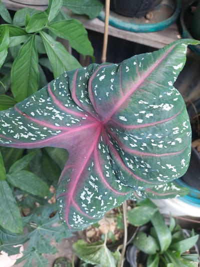 A close-up, high-angle shot captures a portion of a plant's leaf with a distinctive heart shape, featuring a vibrant pink central vein and smaller pink veins radiating outwards. The leaf is predominantly green with numerous irregular white spots scattered across its surface. The leaf texture appears somewhat leathery and is slightly curled. In the background, other green leaves of various shapes and sizes are visible, some in sharper focus and others blurred, suggesting a garden or plant-filled setting. The environment appears to be outdoors, possibly in a residential area or a nursery in Jelutung, Indonesia, with hints of wooden structures and potted plants. No people are present in the image.