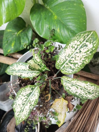 A top-down view shows a potted Dieffenbachia plant with variegated green and white leaves, some showing signs of yellowing. Smaller green plants with tiny leaves fill the pot around the base of the Dieffenbachia. Larger, vibrant green leaves from another plant, possibly a pothos, are seen at the top of the frame. The pot is partially obscured by other objects. A few dry, brown leaves and stems are also visible within the pot.