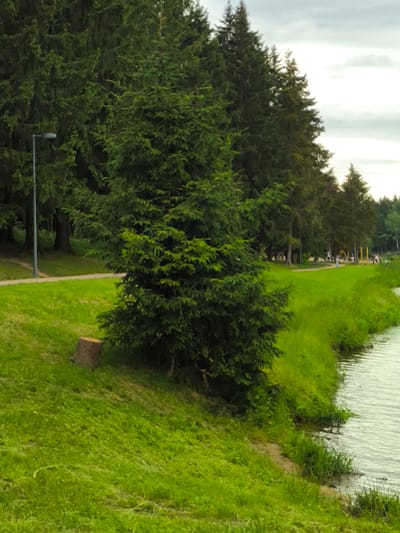 The image depicts a serene park-like setting on a cloudy day in Росток Снт (семхоз), Russia. In the foreground, a large evergreen tree stands prominently on a grassy slope that leads down to a body of water. The water's surface is rippled, suggesting a gentle breeze. To the left, a paved pathway is visible, bordered by lush green grass. A street lamp stands beside the pathway, indicating the presence of infrastructure within the park. Further in the background, a line of tall evergreen trees stretches into the distance. Beyond the trees, a playground with yellow structures and a few scattered people can be observed, suggesting this is a public recreational area. The overall atmosphere is calm and natural, with the overcast sky creating soft lighting. No visible text is present in the image.