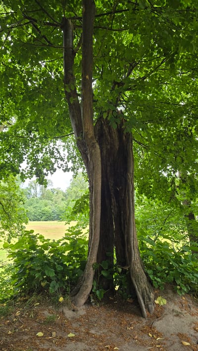 The image captures a large, old tree with a hollowed-out trunk, set in a park-like environment. The tree has thick, gnarled roots that spread outwards, and its trunk is split, revealing a dark cavity within. Lush green leaves form a dense canopy overhead, filtering the sunlight. In the background, a field of golden grass is visible, bordered by a line of trees. The ground around the tree is covered with dry leaves and twigs. The scene is serene and natural, suggesting a peaceful setting within a park or garden. This particular tree is located in the grounds of Huis Bergh in 's-Heerenberg, Netherlands, a historic castle surrounded by expansive parklands.