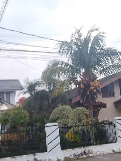The image depicts a cluster of coconut fruits hanging from a palm tree, which is situated in a residential area. The palm tree is in the foreground, and behind it, a house with a dark roof and beige walls is visible. In the background, there are more houses and lush green trees. The sky is overcast, suggesting a cloudy or rainy day. The presence of overhead power lines indicates an urban or suburban setting. The scene is likely located in Pekanbaru, Indonesia, given the tropical vegetation and architectural style.