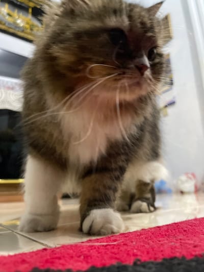 The image shows a close-up, low-angle shot of a fluffy, multi-colored cat standing on a tiled floor. The cat has brown, white, and black fur, with prominent white paws. Its whiskers are long and white, and its eyes are dark. The background is blurred, but appears to be an indoor setting with some objects and a wall visible. A red and black rug is in the foreground. The location is identified as Geudonggeudong, Indonesia.