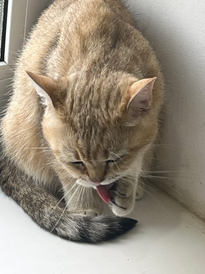 A golden tabby cat is grooming itself on a windowsill. The cat is facing downwards, with its tongue extended to lick its paw. The cat's fur is a mixture of golden and grey stripes. The windowsill is white and appears to be made of wood or plastic. The background is a plain white wall. There is no indication of the location being in Orsha, Belarus, or any specific city.