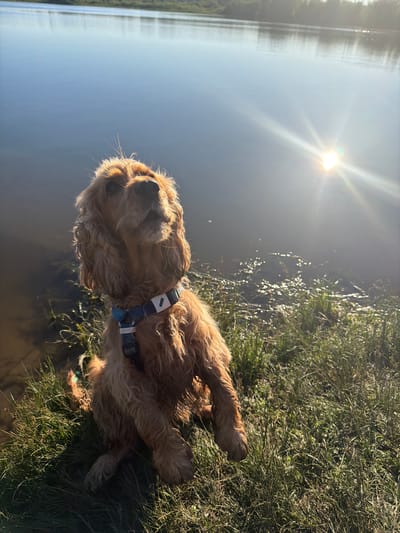 An American Cocker Spaniel dog sits on the grassy bank of a body of water, with the sun setting in the distance. The dog is facing upwards, looking towards the sun. The water is calm and reflects the sunlight. The shoreline is covered in green grass and some reeds. The scene is likely in a rural area, given the natural setting.