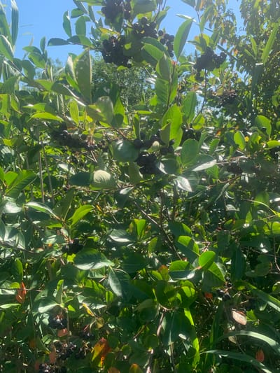 A close-up shot of a lush, green bush laden with dark purple aronia berries. The berries are clustered together on thin stems, some still attached to the branches of the plant. The leaves are a vibrant green, with some showing hints of autumnal color in shades of red and orange. The scene is bathed in bright sunlight, casting dappled shadows across the foliage. The background is a blur of green leaves and blue sky, suggesting an outdoor setting in a natural environment. The location is the village of Pidhaichyky, Ukraine.