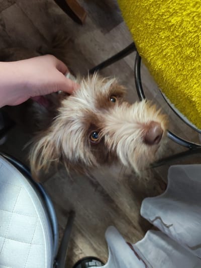 The image depicts an overhead, slightly angled view of an indoor domestic environment. The primary subject is a canine, exhibiting scruffy, wire-haired fur predominantly light brown with white markings on the muzzle and chest. Its brown eyes are directed upwards and slightly to the left from the viewer's perspective, with a dark, moist-appearing nose. A human hand, with light skin tone, is visible in the upper-left, gently touching the dog's head or ear area, indicating an interaction.

The background includes a floor composed of light brown wood-look planks arranged diagonally. In the upper right, a textured yellow fabric object, likely a cushion or towel, rests on a chair with black metal legs. A portion of another chair, featuring white quilted upholstery and black metal legs, is visible in the lower-left. Additionally, a crumpled white fabric item with faint brown linear patterns is present in the lower-right quadrant.

No discernible visual cues within the image allow for the identification of a specific geographical location, such as Malaya Purga, Russia.