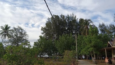 The image shows a street scene in Pasi ie Leubeue, Indonesia, with lush green vegetation and a partially visible building. A dirt road runs from the bottom right of the frame towards the left, bordered by trees and a building with a dark roof and open sides. A motorcycle is parked near the building. A utility pole stands on the left side of the road, with a black cable extending diagonally across the upper part of the image. The sky is partly cloudy with streaks of white clouds against a blue background. The vegetation includes palm trees and other dense foliage. In the background, a line of tall, slender trees with dark green foliage stretches across the scene, with some lighter green trees in front of them. The ground is covered with dry grass and some scattered debris. The overall impression is of a tropical, somewhat rural environment.