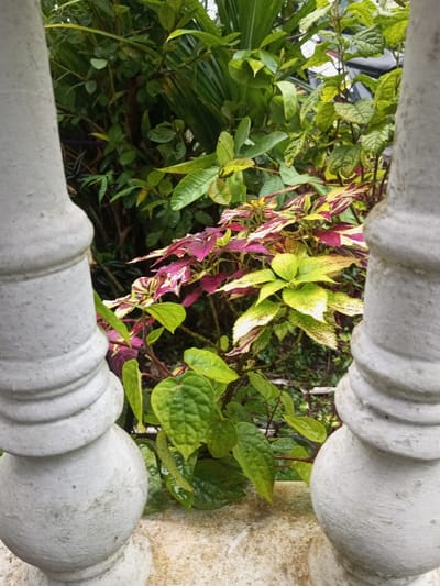 This image depicts a close-up outdoor scene in Kotakonda, India, framed by two weathered, light-grey concrete or stone balusters. The balusters, featuring decorative rings and spherical bases, are positioned on the left and right foreground, partially obscuring the view of dense vegetation. Between these architectural elements, a variety of plant life is visible. Central to the composition are several Coleus plants (Plectranthus scutellarioides) exhibiting vibrant variegated foliage in shades of red, burgundy, yellow, and lime green. Below these, broad, deep green, possibly heart-shaped leaves appear wet or glossy. The background consists of a dense arrangement of mixed green foliage, including larger, darker green leaves resembling palm fronds and various other shrubs and vines. The lighting is diffuse, suggesting overcast conditions or a shaded area. No human presence or animal activity is observed.