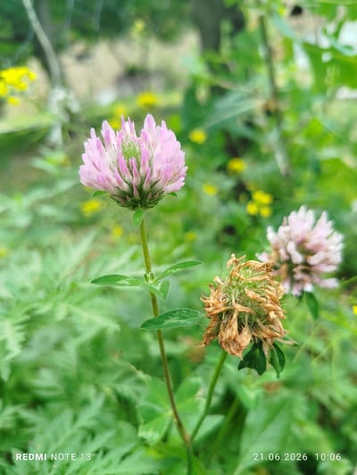 A pink clover flower is in focus in the foreground, with a dried clover flower to its right. The background is a blur of green foliage and yellow flowers, suggesting a natural, outdoor setting. The image was taken on June 21, 2026, at 10:06 AM in Асан-Чек, Kyrgyzstan.