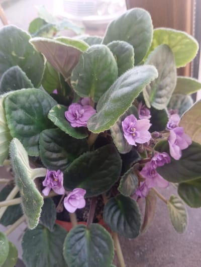 This is a close-up, high-angle shot of a potted African violet plant. The plant has dark green, fuzzy leaves and several small, purple flowers with yellow centers. The pot is not fully visible, but it appears to be orange or brown. The background is blurred and out of focus, suggesting the plant is indoors near a window or light source. The scene is located in Talin, Armenia.