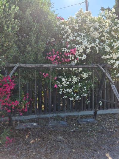 This image captures an outdoor scene in Μπομποτέϊκα, Greece, featuring a rustic swing set with three wooden seats suspended by chains from a weathered wooden frame. The swings are positioned in front of a dark wooden fence, partially obscured by lush foliage. On the left, vibrant pink oleander flowers cascade down, while on the right, white oleander blossoms create a dense, blooming backdrop. An olive tree with dense green leaves forms a significant portion of the greenery on the left side of the frame. The ground is covered in dry leaves and sparse vegetation. The lighting suggests a sunny day, with sunlight filtering through the leaves and illuminating the white flowers. The scene appears to be a tranquil, natural setting within a residential or garden area. There are no people or animals visible in the image.