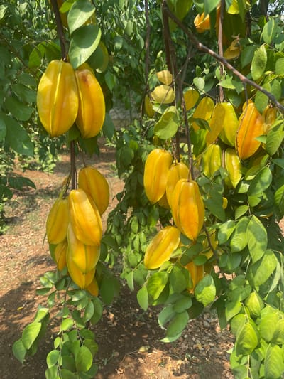 The image displays a close-up view of numerous ripe star fruits (carambola) hanging from the branches of a tree in an outdoor setting in Dhundshi, India. The scene is abundant with bright yellow-orange fruits, characterized by their distinct five-pointed ridges, nestled among vibrant green foliage.
The star fruits appear fully mature, showcasing a range of golden-yellow hues, indicating ripeness. They are arranged in clusters along the branches, some hanging individually, others in groups. The leaves are a healthy, deep green, with sunlight catching their surfaces and creating subtle highlights and shadows.
Bright, natural sunlight illuminates the entire scene, suggesting a clear day, possibly in the morning or late afternoon, as evidenced by the distinct shadows and rich coloration. The background is softly blurred, revealing glimpses of dry, earthy ground beneath the tree, scattered with some fallen debris or leaves. There are no people visible, focusing attention squarely on the thriving fruit tree and its bountiful harvest. No text is visible in the image.