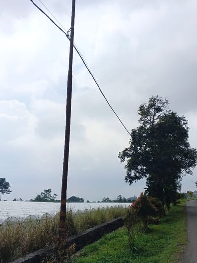 The image displays a daytime scene in Uato Carabar, Timor-Leste, under a largely overcast sky with diffused light. A tall, dark utility pole, marked with two yellow horizontal bands, dominates the left-center foreground, extending vertically and supporting multiple dark electrical cables that stretch diagonally across the upper frame. In the immediate left foreground, dry, light-brown grass and weeds are visible. Behind this vegetation, and extending horizontally across the mid-ground, is a large agricultural area composed of numerous white, semi-circular structures resembling greenhouses or poly tunnels. A dark stone retaining wall or drainage ditch runs horizontally across the mid-ground, separating the foreground's dry vegetation from a strip of lush green grass and several small, dark bushes to its right. A narrow, dark paved road is visible along the far right edge of the frame, running parallel to the green strip and the retaining wall. A large, dark green broadleaf tree stands prominently on the right side, partially obscuring the paved road and reaching into the cloudy sky. Distant trees are discernible along the horizon. No individuals, vehicles, or animals are present in the scene.
