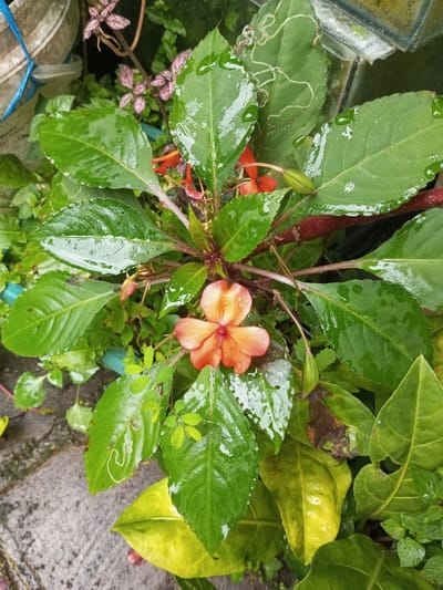 A vibrant impatiens plant dominates the view, its glossy green leaves speckled with raindrops. A single, bi-colored peach and salmon-toned flower faces forward, nestled amongst the foliage. Several unopened flower buds and a few smaller orange blooms add to the color. The plant's stems are a deep red. Traces of leaf miner damage are visible on some of the leaves. Other greenery surrounds the impatiens, including a polka dot plant and various unidentified plants. A grey stone path appears in the lower-left corner of the image.