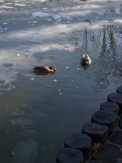 The image depicts a partially frozen pond in Solonytsivka, Ukraine. Two ducks are present in the open water. On the left, a brown-feathered duck, likely a female mallard, floats with its head slightly lowered. To its right, another duck, identified as a male mallard by its visible dark iridescent head, has its head submerged in the water, generating concentric ripples. The water surface displays reflections of bare trees and sky, interspersed with irregular patches of thin ice. Various small debris, including leaves and plant matter, float on the water and are visible on the ice. The lower right foreground shows a diagonal line of dark, cut wooden logs forming a boundary, with small stones and dry leaves nestled between them. The scene is illuminated by natural light, casting distinct shadows and highlights.