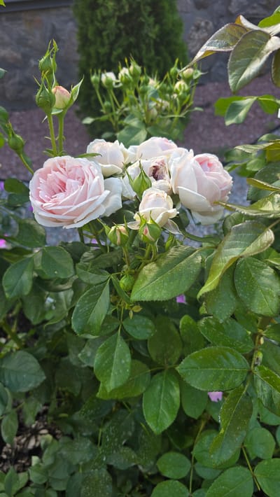 A close-up, horizontal shot shows a cluster of delicate, light pink roses and their buds, partially obscured by lush green foliage. The roses are in various stages of bloom, with some fully opened and others still tightly furled. The petals are soft and layered, displaying a subtle gradient of color from a pale pink to a creamy white. Several green rosebuds are visible, some with hints of pink peeking through. The leaves of the rose bush are a vibrant green, with some showing small, light-colored speckles, possibly from water droplets or a natural variation.
In the background, a blurred green evergreen bush is visible to the left, and beyond that, a textured surface of reddish-brown stone or brick. The lighting suggests it's daytime, with soft sunlight illuminating the flowers and leaves, creating gentle shadows. The overall impression is one of natural beauty and the serene atmosphere of a garden. There is no visible text in the image. The location is Reshetylivka, Ukraine.