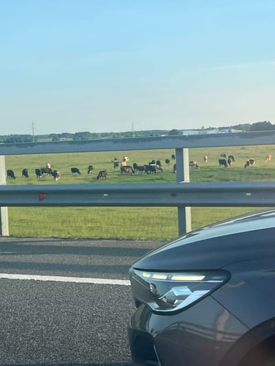 In an outdoor, daytime scene, a herd of approximately twenty cows grazes in a wide, grassy field under a clear blue sky. The field is bordered by a horizontal metal guardrail, and beyond that, a road surface is visible in the foreground, partially occupied by the front portion of a dark-colored car. The car's headlight is illuminated. In the distance, a line of trees and some industrial-looking buildings can be seen. The overall impression is of a rural or semi-rural landscape viewed from a vehicle.