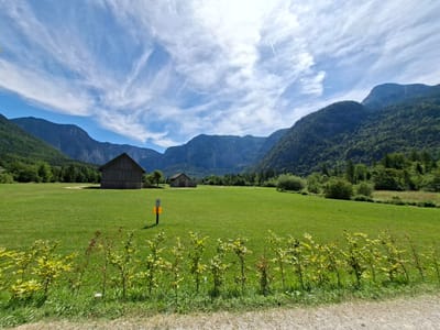 The image depicts a scenic rural landscape, likely in or near Obertraun, Austria, characterized by a vast expanse of vibrant green grassland under a bright blue sky with wispy white clouds. In the middle ground, two rustic wooden barns stand on the field. A small yellow sign with a circular prohibition symbol and text is visible to the left of the barns. The foreground is lined with young, leafy bushes and grass, with a gravel path bordering the lower right edge of the frame. In the background, majestic mountains rise, densely covered with lush green trees, their peaks partially obscured by the expansive sky. The scene suggests a peaceful, natural setting, possibly a farm or a meadow in a mountainous region.